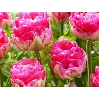 Тюльпан Up Pink "Ап Пинк" 5шт