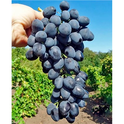 Саженцы Виноград Чарли, арт.: 73093