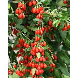 Саженцы Дереза Литтл Годжи, арт.: 74577