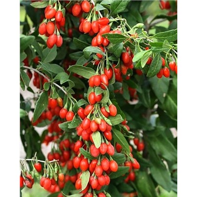 Саженцы Дереза Литтл Годжи, арт.: 74577