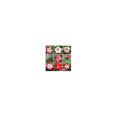 Adenium Obesum Desert Rose MINI SIZE MIXED VARIETIES (Мини, карликовый)