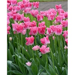 Луковицы Тюльпан триумф Краун оф династи, арт.: 73865