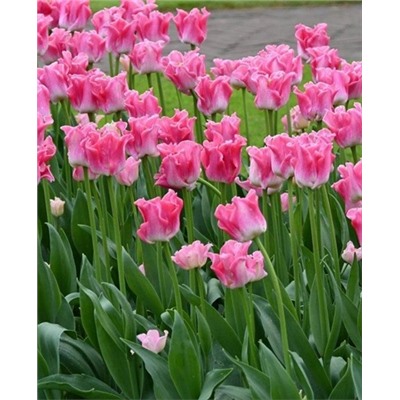 Луковицы Тюльпан триумф Краун оф династи, арт.: 73865