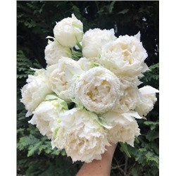 Луковицы Тюльпан Сноу кристал, арт.: 69085