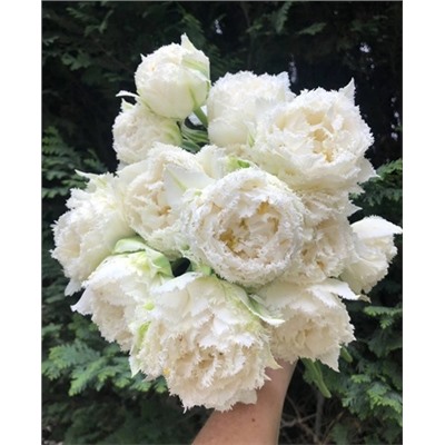 Луковицы Тюльпан Сноу кристал, арт.: 69085