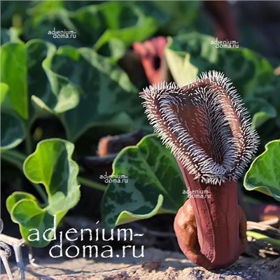 Aristolochia CHILENSIS (Аристолохия, Кирказон)