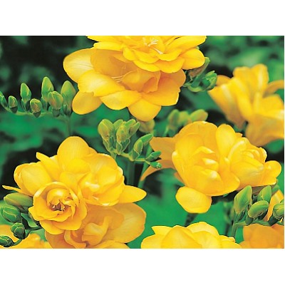 Фрезия махровая желтая "Freesia Yellow" 10шт