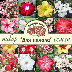 Набор семян (стартовый, подарочный) Adenium 'ДЛЯ НАЧАЛА'