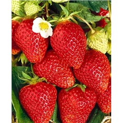 Саженцы Клубники (Земляники) Ламбада, арт.: 5081