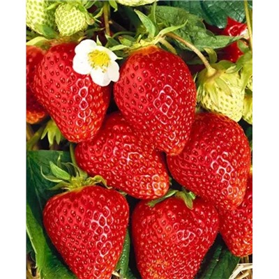 Саженцы Клубники (Земляники) Ламбада, арт.: 5081