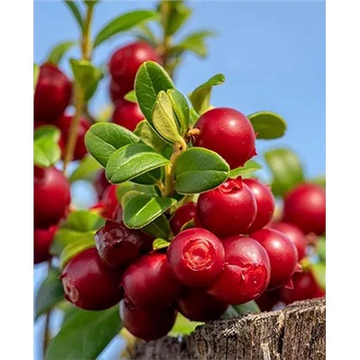 Саженцы Брусника Санна, арт.: 20175