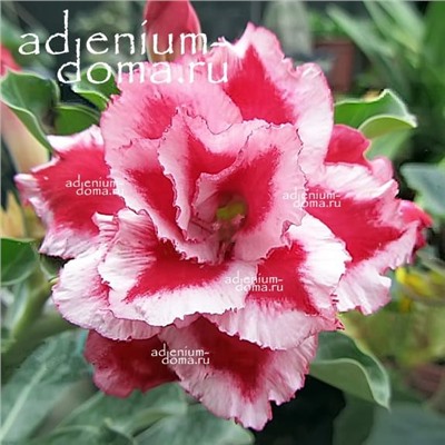 Adenium Obesum Double Flower TWINKLE TWINKLE