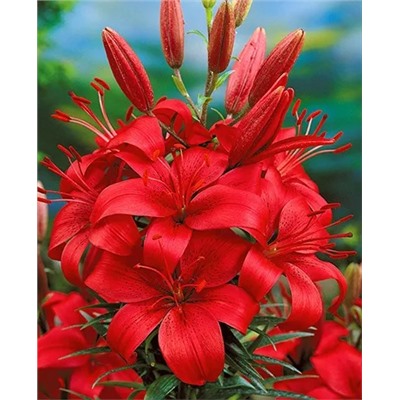 Луковицы Лилия азиатская Ред Хайленд, фасовка: 1 луковица, арт.: 70310
