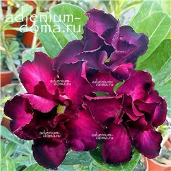 Adenium Obesum Double Flower JEWEL'S LOVE