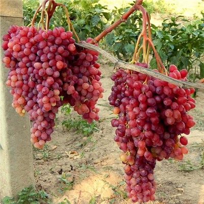 Виноград кишмиш Велес