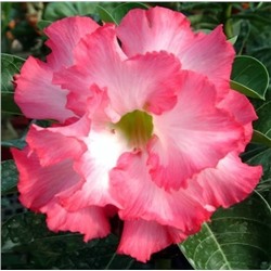 Adenium Obesum Double Flower MERMAID