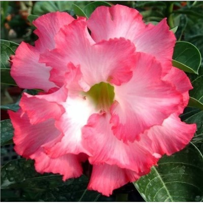 Adenium Obesum Double Flower MERMAID