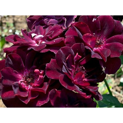 Burgundy Ice "Бургунди Айс"