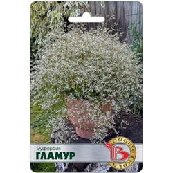 Эуфорбия Гламур