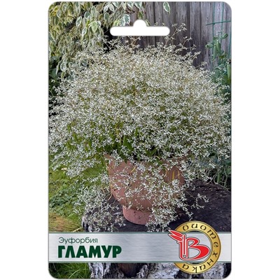 Эуфорбия Гламур
