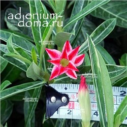 Adenium Obesum Double Flower NEW-252