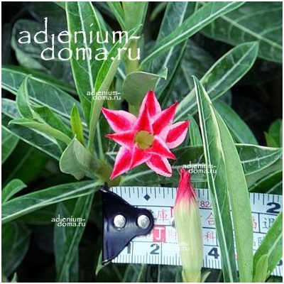 Adenium Obesum Double Flower NEW-252
