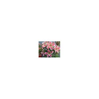 Adenium Obesum Desert Rose STAR OF LUCK