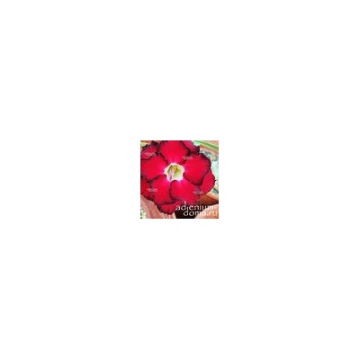 Adenium Obesum Double Flower NEW-138