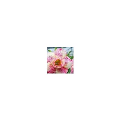 Adenium Obesum Double Flower PINK PANTHER