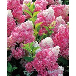 Саженцы Гортензия метельчатая Ванила фрайз, арт.: 829