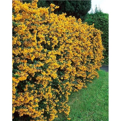 Саженцы Барбарис Дарвина, арт.: 74868