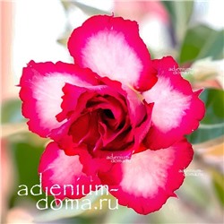 Adenium Obesum Double Flower TOUCHING HEART