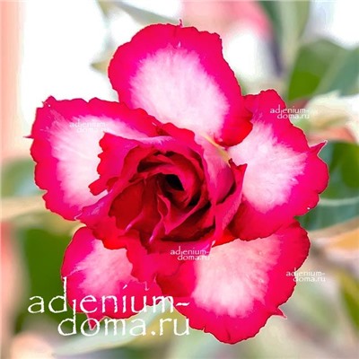 Adenium Obesum Double Flower TOUCHING HEART