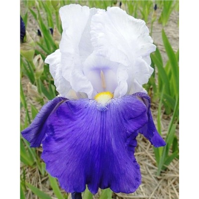 Луковицы (корни) Ирис бородатый Арпеж, арт.: 74595