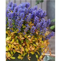 Саженцы Живучка ползучая Фезерд Френдс Фенси Финч, арт.: 73277