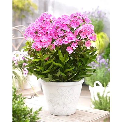 Саженцы Флокс метельчатый Свит Саммер Кенди, арт.: 74690