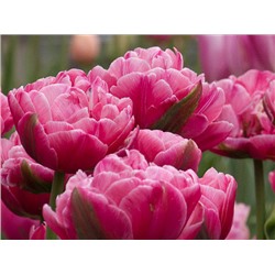 Тюльпан Up Pink "Ап Пинк" 5шт
