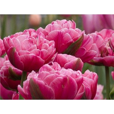 Тюльпан Up Pink "Ап Пинк" 5шт