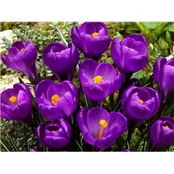 Крокус Flower Record "Флауэр Рекорд" 5шт