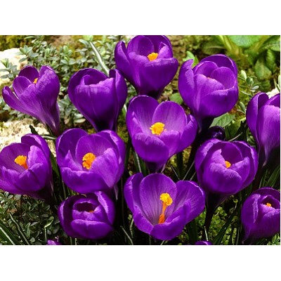 Крокус Flower Record "Флауэр Рекорд" 5шт