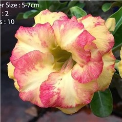 Adenium Obesum Double Flower DRAGON (GIANG LONG)