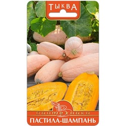 Тыква Пастила-Шампань