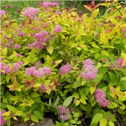 Саженцы Спирея Литтл Принцесс, арт.: 69295