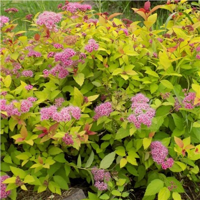 Саженцы Спирея Литтл Принцесс, арт.: 69295