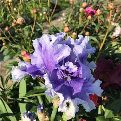 Ирис Blue My Mind (Schreiner ’14)