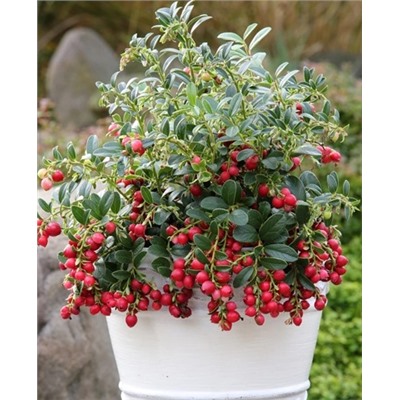 Саженцы Брусника Коралл, арт.: 73161