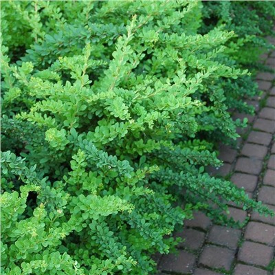 Саженцы Барбарис тунберга Грин Карпет, арт.: 69731