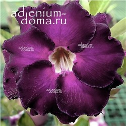 Adenium Obesum Double Flower NEW-123