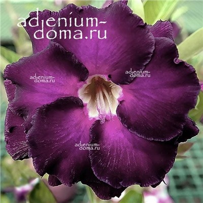Adenium Obesum Double Flower NEW-123