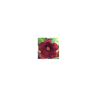 Adenium Obesum Double Flower NEW-141